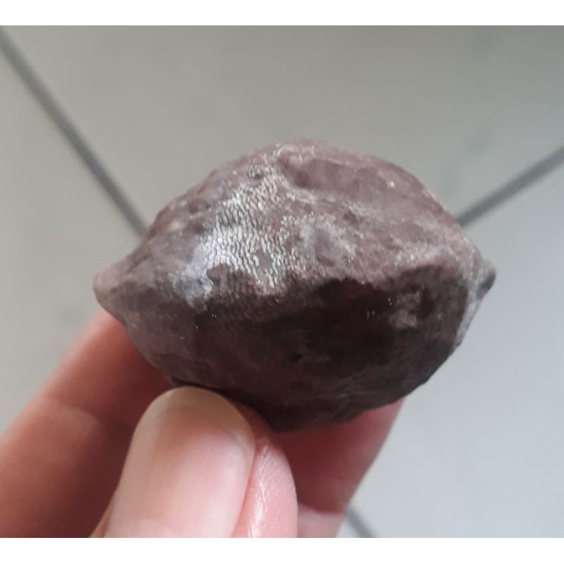 Muncang Adu Jayanti Ori