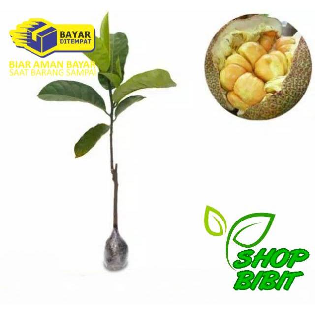 Bibit pohon cempedak nangka cempedak