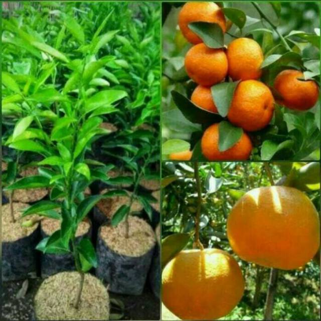 Jual Harga Spesial Bibit Jeruk Santang Madu Super Bisa Berbuah Di Pot