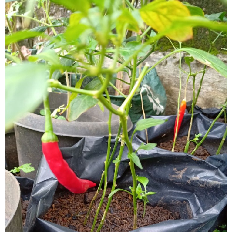 Bibit Cabai merah besar