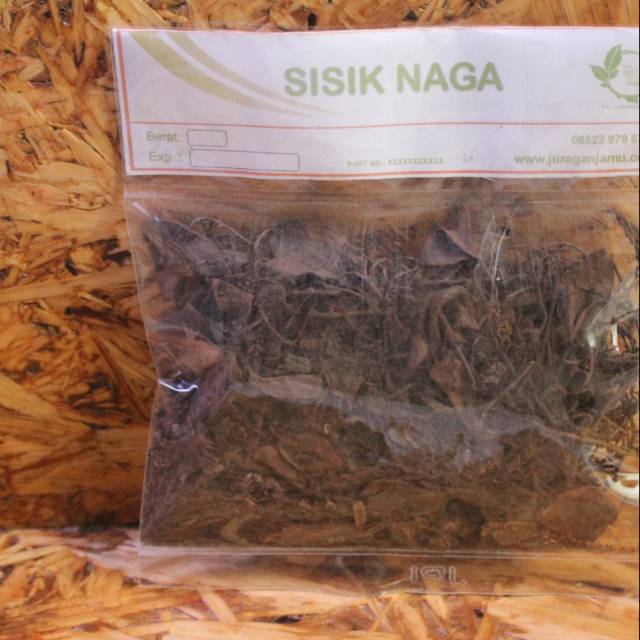 

Sisik Naga kering daun