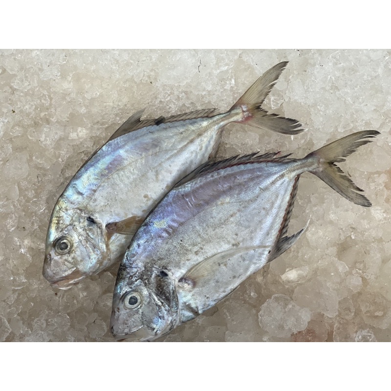 

ikan kuwe fresh / frozen