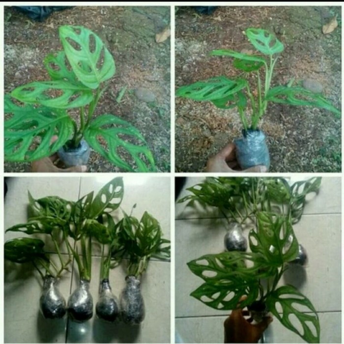 Monstera janbol / janda bolong paket 4 hemat