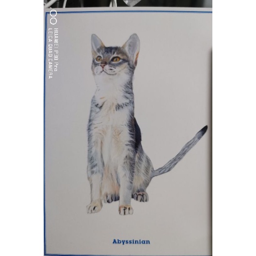 

kartu pos kucing random/random cat postcard