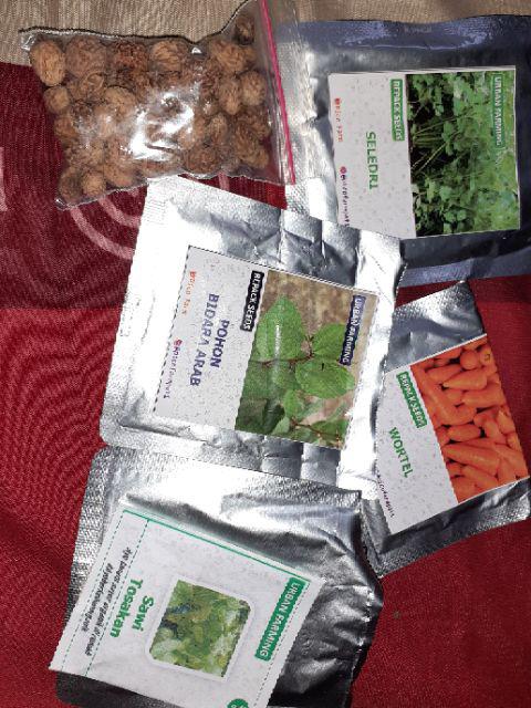 10 Benih Biji Pohon Bidara Arab