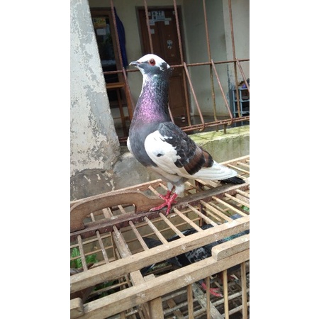 MERPATI / BURUNG DARA BLANTONG