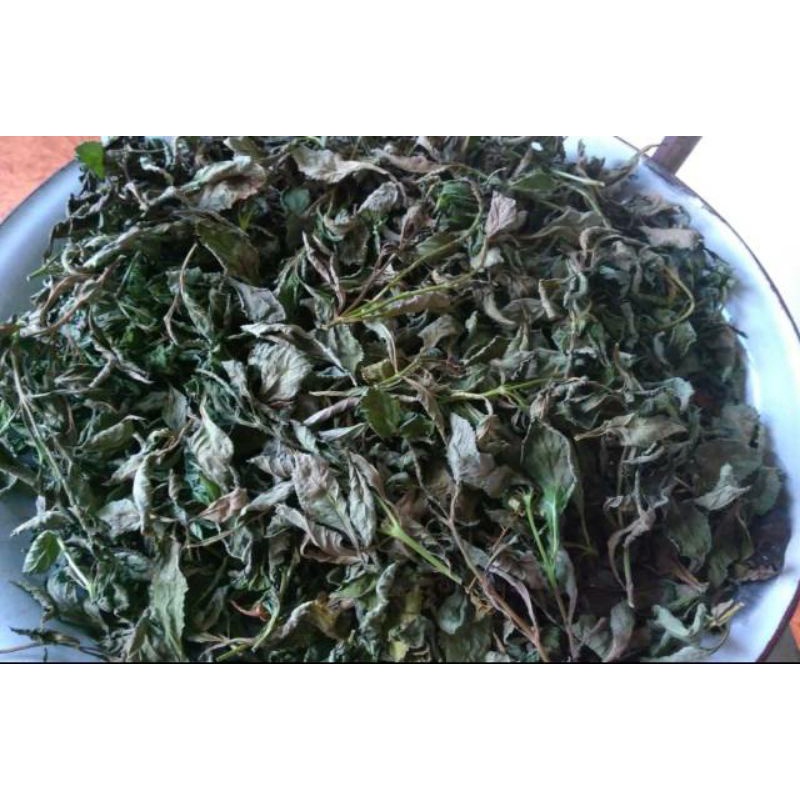 

herbal daun pecut kuda kering 100gram bersih