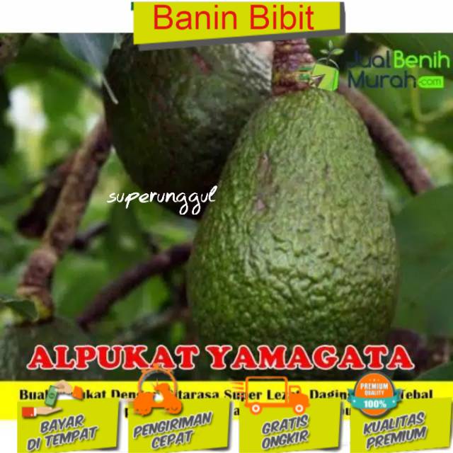 BIBIT ALPUKAT YAMAGATA SUPER BIBIT BENIH TANAMAN BUAH ALPUKAT YAMAGATA UNGGUL