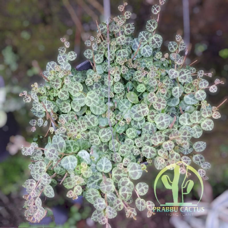 KAKTUS SUKULEN - String of turtle ( rimbun )