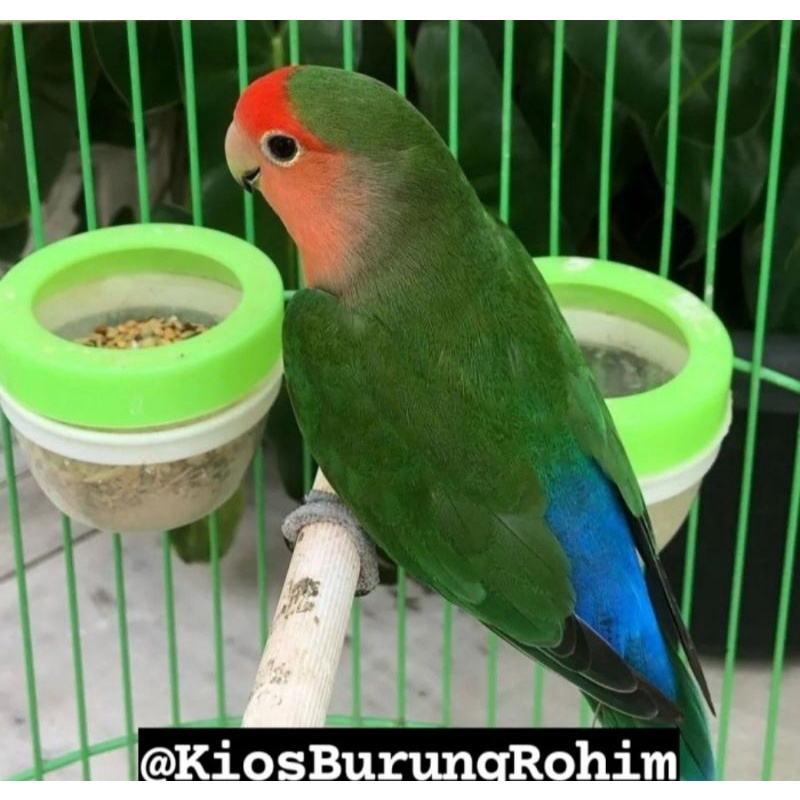 burung lovebird NK green jantan/betina dewasa