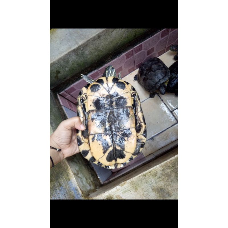 kura kura brazil dewasa