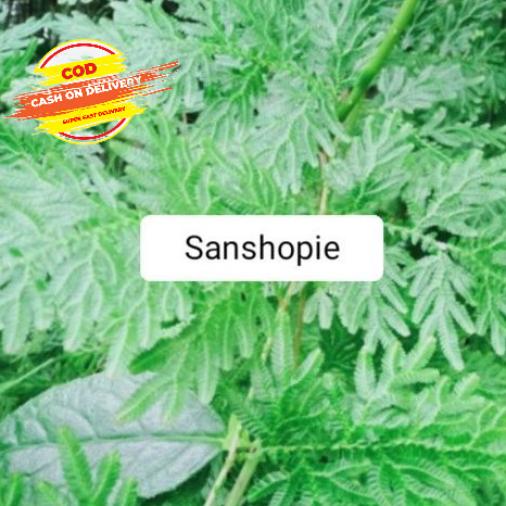 

Daun cakar ayam segar 500 gram