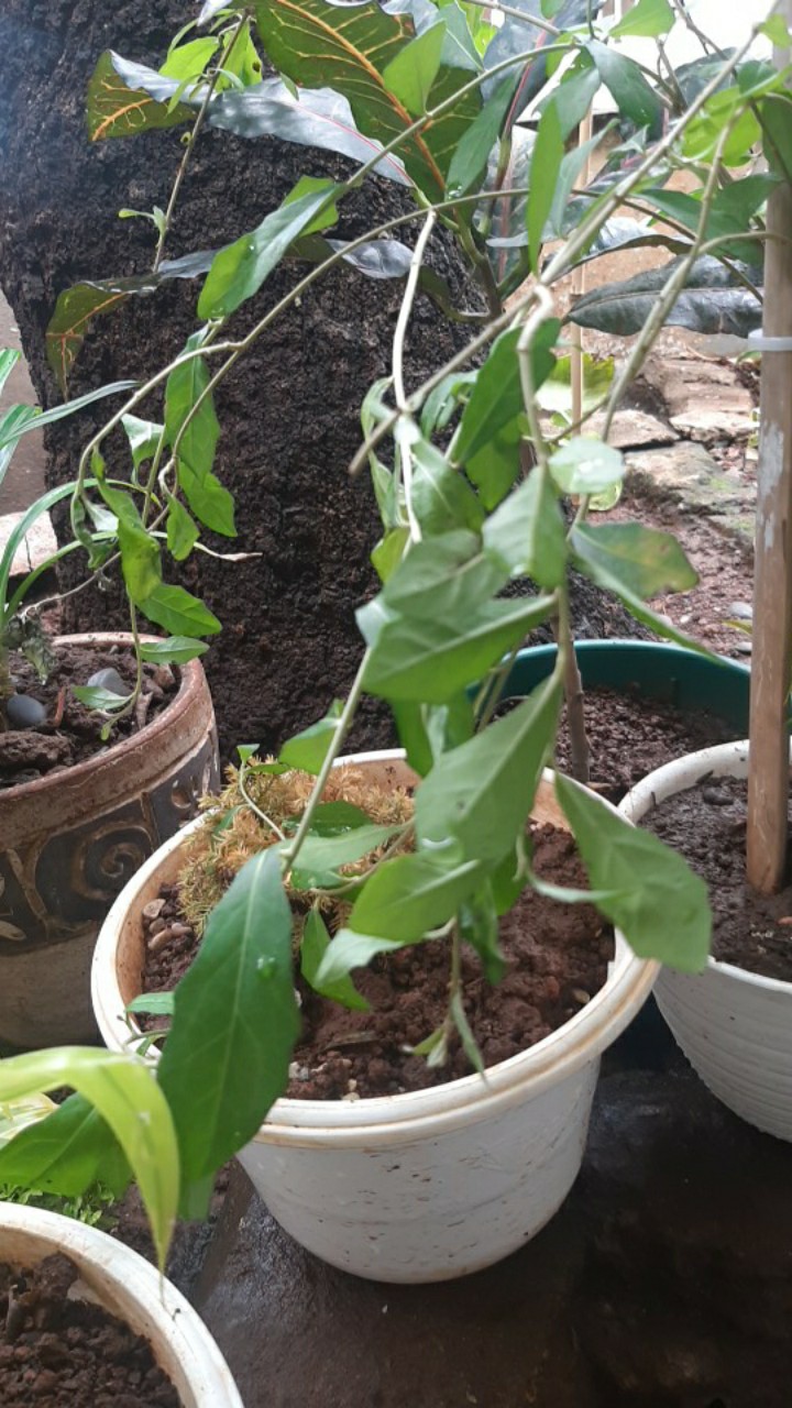 Tanaman Hias Pagar Lee Kwan Yew Per Polibag