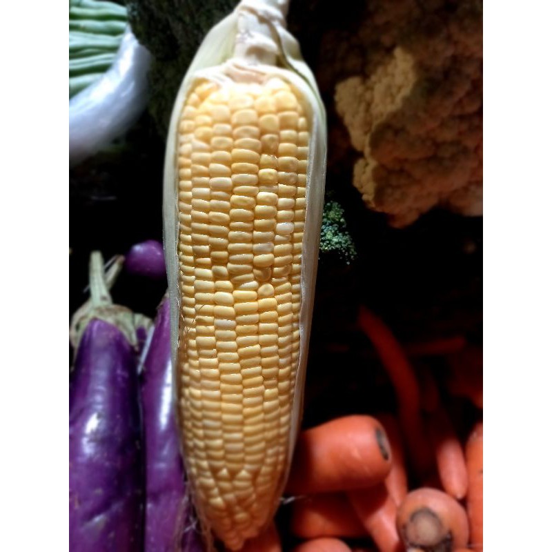 

jagung manis
