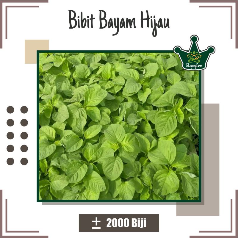 Bibit Sayur Bayam Hijau Unggul - Benih Sayuran