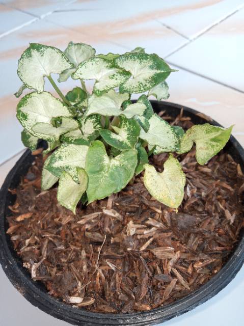 Tanaman Keladi mini / keladi liliput mini