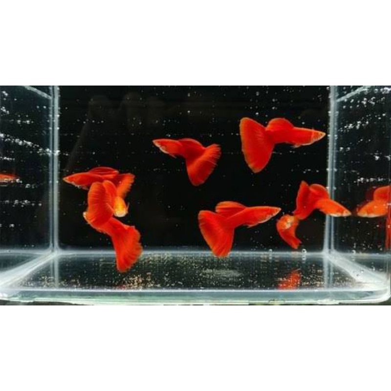 IKAN GUPPY HIAS GUPI ALBINO FIRE RED AFR