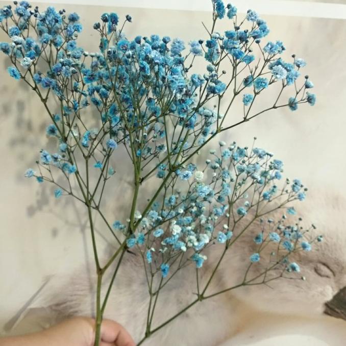 Baby Breath blue/ baby breath biru