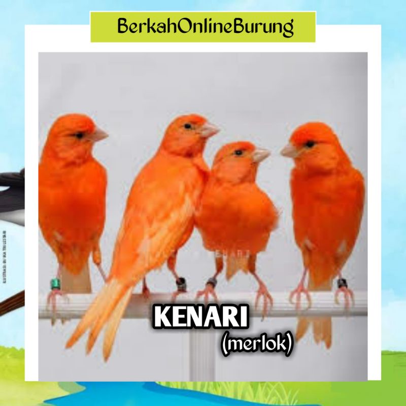 Burung Kenari Jantan Merlok Atau Merah Lokal Bahan Bukan F1 Seri A Hewan Peliharaan