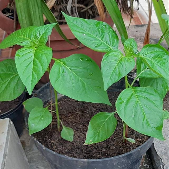 

Pohon cabe