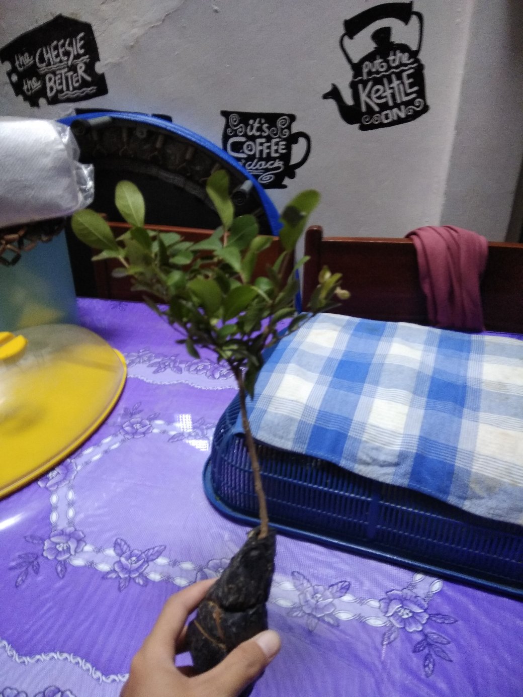 Tanaman Bunga Sakura Lokal Pink