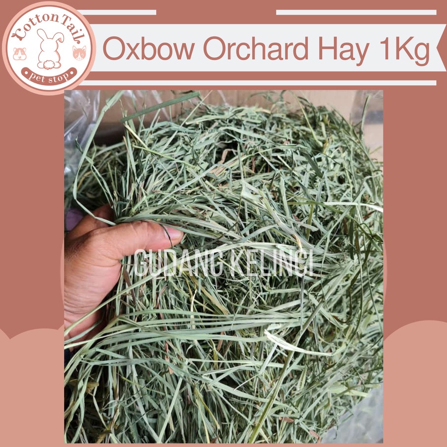 OXBOW ORCHARD Hay 1kg (setara Rumput Timothy) - Makanan Kelinci/Guinea Pigs