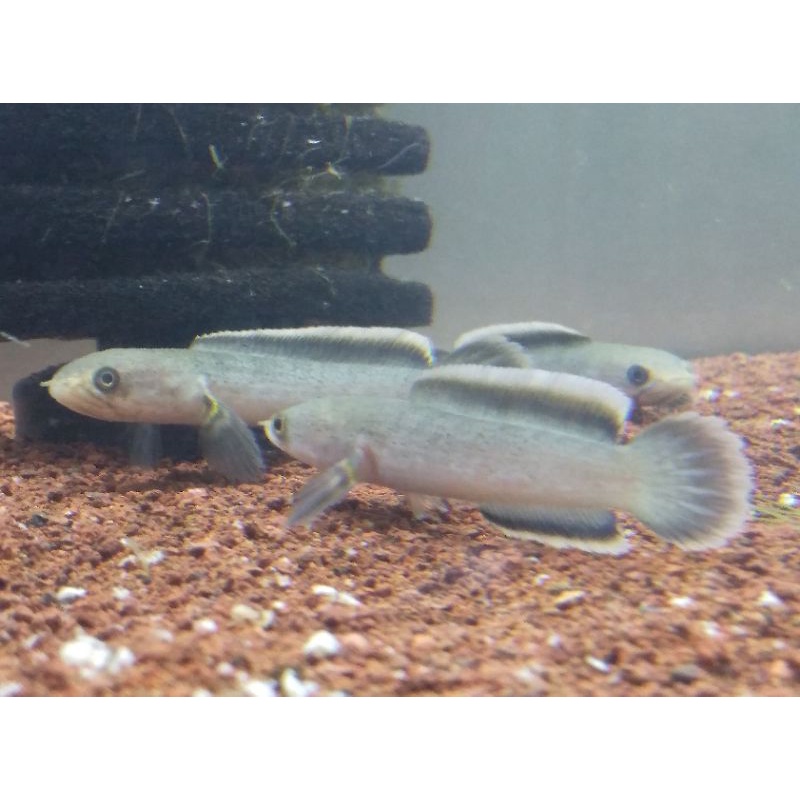 Limbata CB 8-9cm BAHAN KONTES ORIGINAL GUNUNG LAWU_8-9CM TOP GRADE Bahan kontes