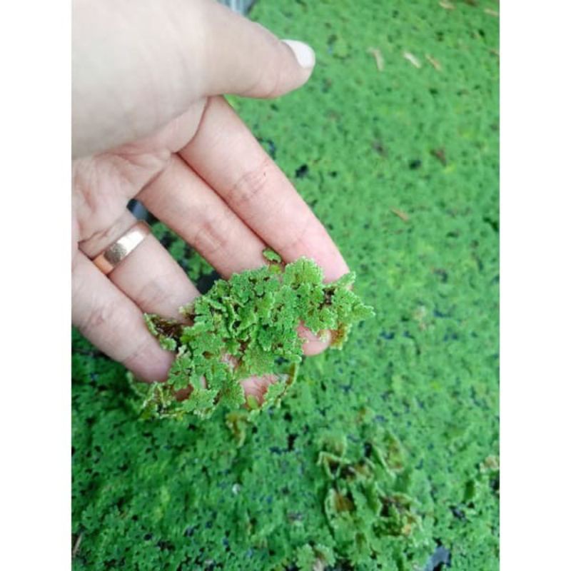 Tanaman Apung Azola ( pakan alternatif unggas)