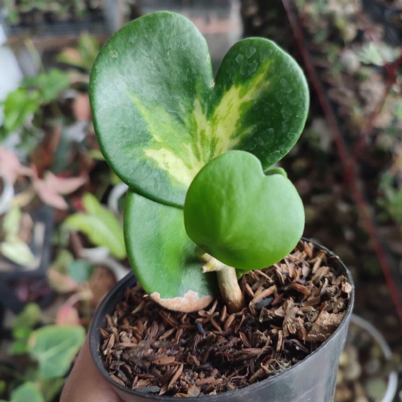 Sukulen Hoya Kerii Variegata/Varigata tengah/Ijoan