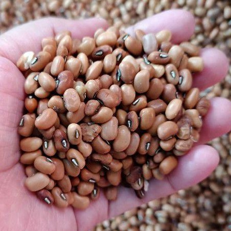 

Kacang Merah Kecil (500gr) Kacang Es / Kacang Tolo / Kacang Otok / Kacang Merah Untuk Bubur / Kacang Mentah