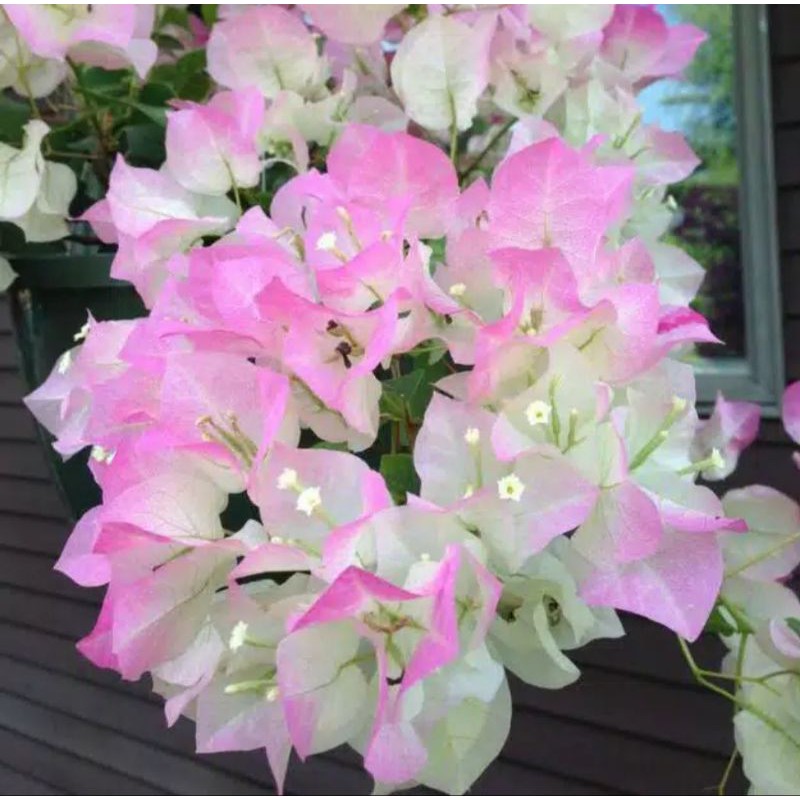 Bibit Bugenvil Bengawan Solo