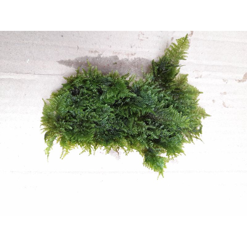 tanaman aquascape moss mini christmas mdia lempeng pakiss