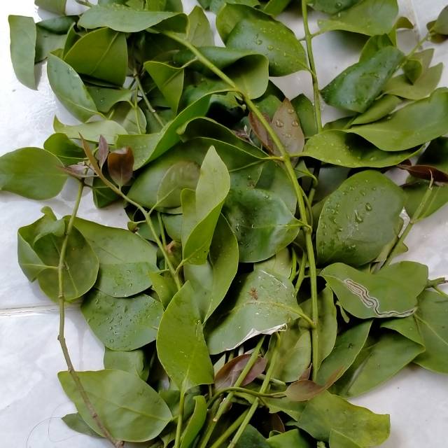 

Benalu kelor segar per 500 g