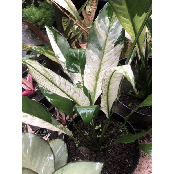 Tanaman hias hidup Bunga prislili MURAH BABGET MURAH MERIAH VIRAL WHITE -tanaman hidup-bunga hidup m