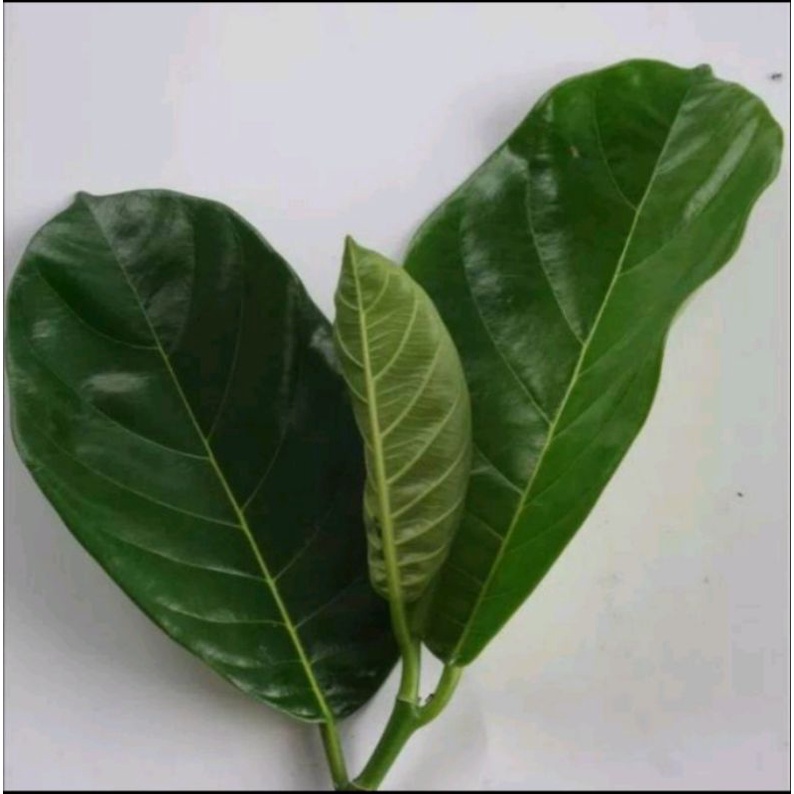 

Daun Nangka Segar