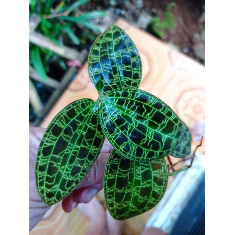 Jewel Orchid