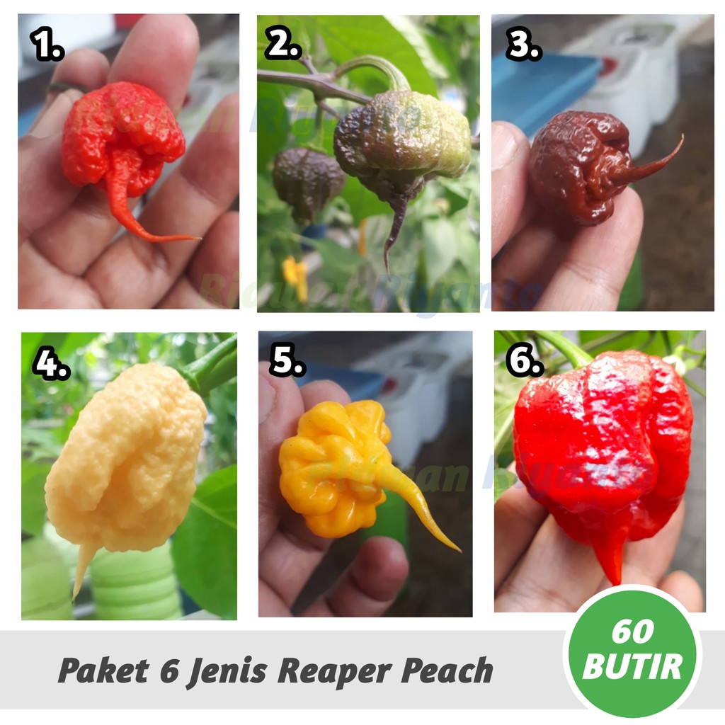 PAKET 6 Jenis BIJI Benih Cabai CAROLINA REAPER Series Cabe Terpedas Nomor 1 di Dunia