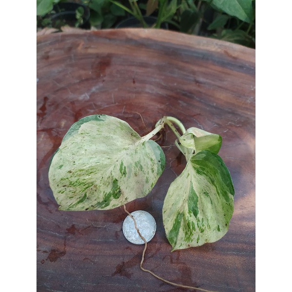 stek airih gading manjula daun besar berakar