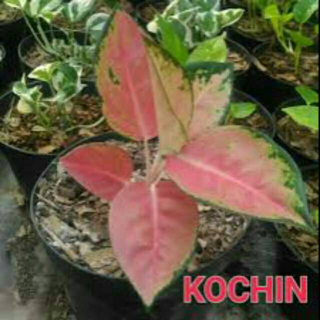 Tanaman Hias Aglonema Kochin tembaga / Aglaonema Kochin / Aglaolovers