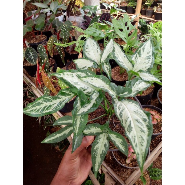 syngonium angustatum