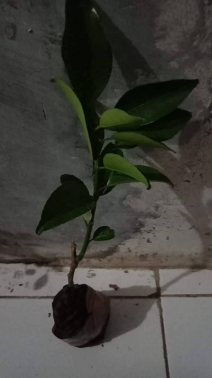 Bibit Jeruk Chokun Madu Manis Jeruk Chokun Thailand Okulasi