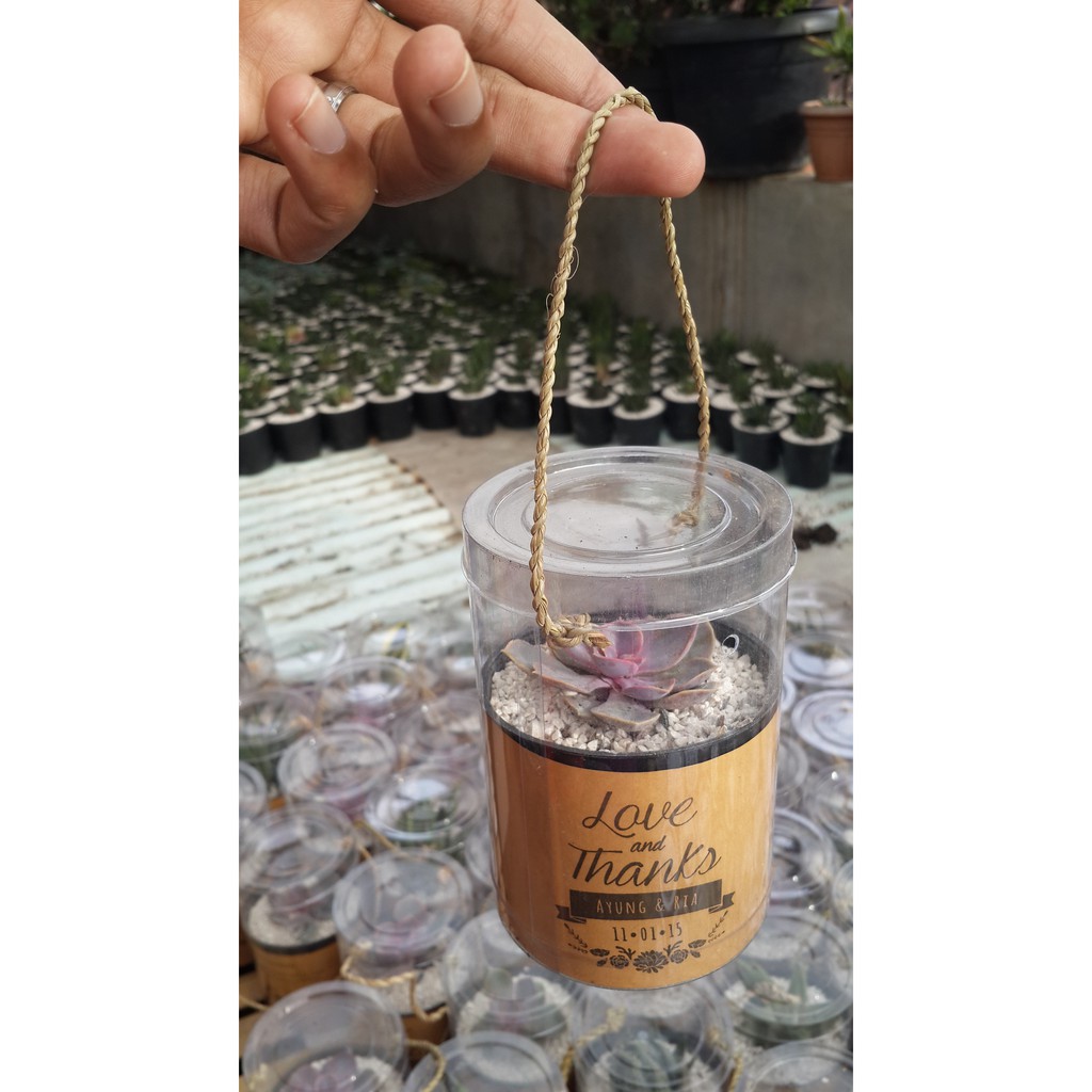 Souvenir Pernikahan Kaktus Sukulen Mini Paket Mika Tabung