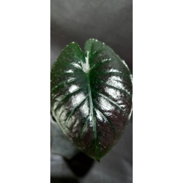 alocasia infernalis (black indo)