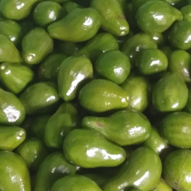 

Alpukat mentega medium bergaransi