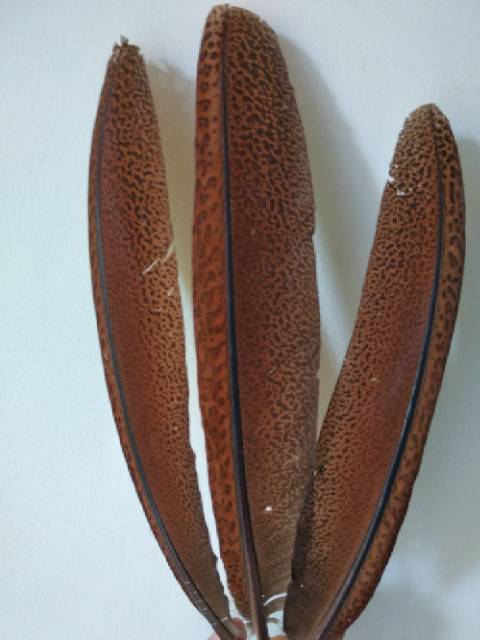 Bulu Burung Ruai P 30 35 Cm Shopee Indonesia