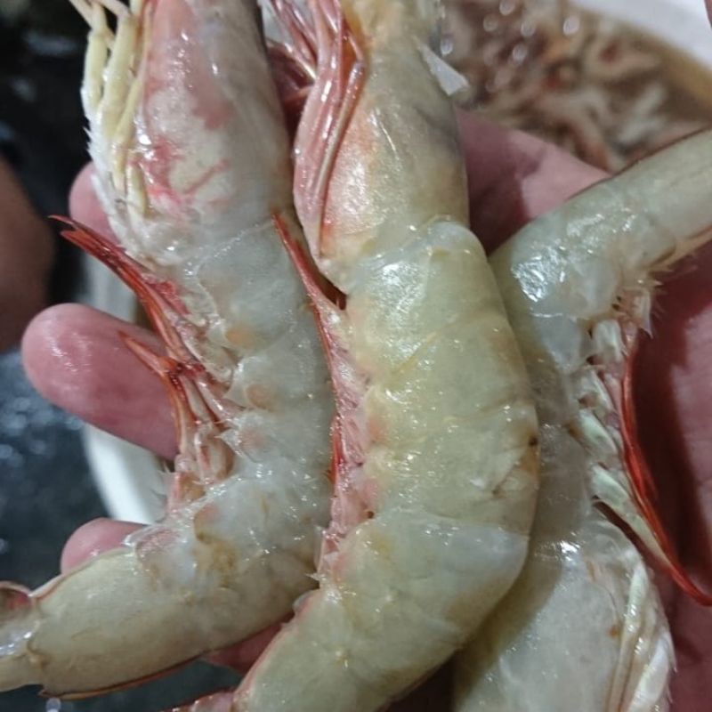 

udang krosok/dogol udang laut PREMIUM