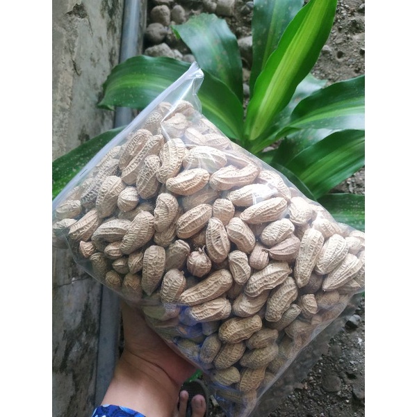 kacang bendo kacang sangrai kacang kulit sangrai