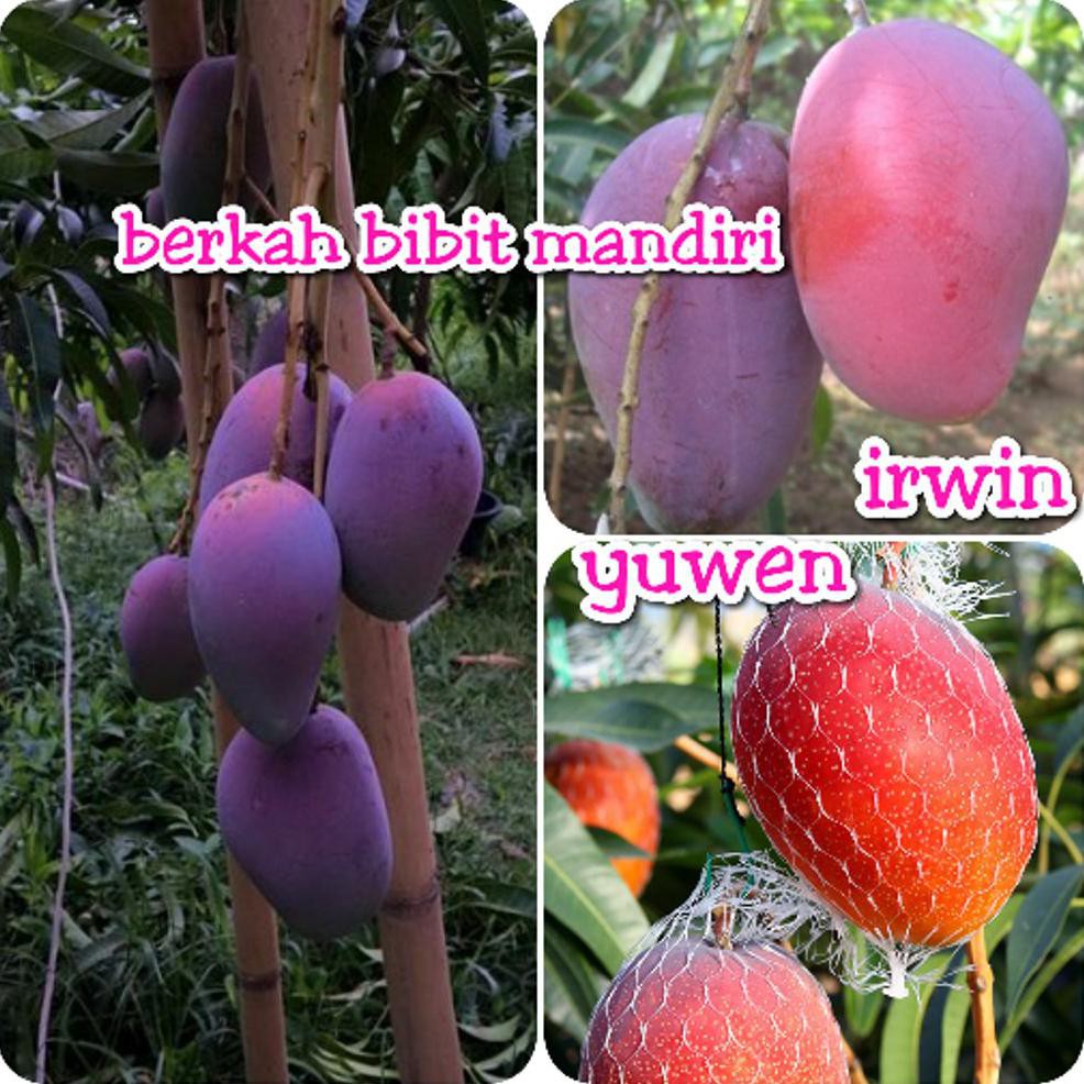 <1 Paket 2 Jenis Mangga (Mangga Yuwen Dan Irwin) $_$