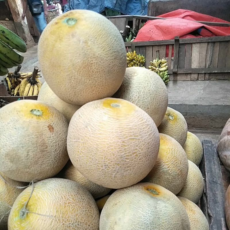 

MELON MADU NGAWI Asli