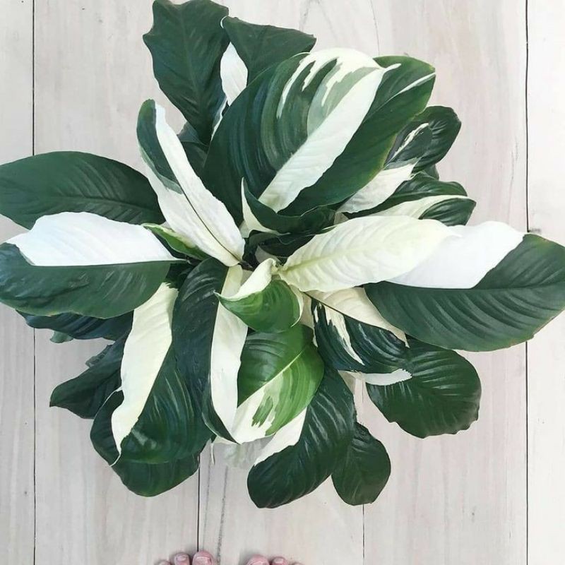 Tanaman Hias hidup Mini Peace Lily - Spathiphillum ...